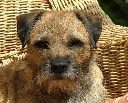 Border Terrier, perro de tamaño pequeño de Reino Unido, de pelo duro y áspero (foto 4)