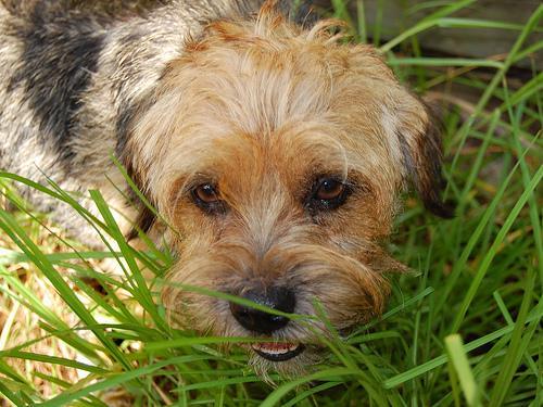 Border Terrier, perro de tamaño pequeño de Reino Unido, de pelo duro y áspero (foto 3)