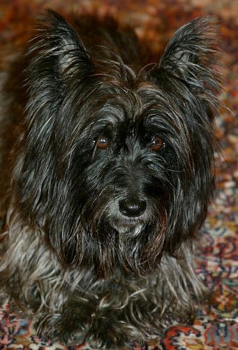 Cairn Terrier, perro de tamaño pequeño de Escocia, de pelo duro (foto 3)