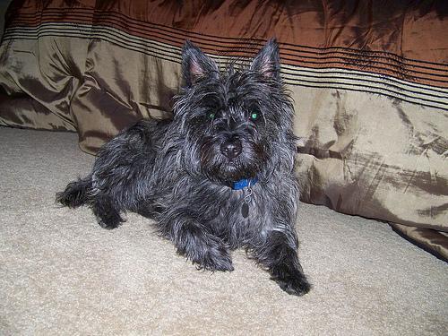 Cairn Terrier, perro de tamaño pequeño de Escocia, de pelo duro (foto 2)