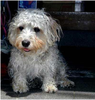 Dandie Dinmont Terrier, perro de tamaño pequeño de Escocia, de pelo mezcla de duro y suave (foto 3)
