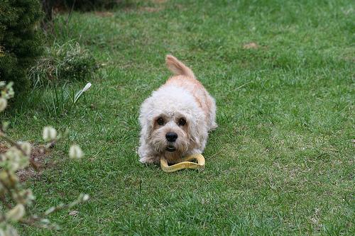 Dandie Dinmont Terrier, perro de tamaño pequeño de Escocia, de pelo mezcla de duro y suave (foto 2)