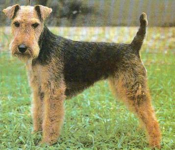 Fox Terrier, perro de tamaño pequeño de Reino Unido, de pelo duro de alambre o liso (foto 2)