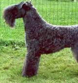 Kerry Blue Terrier, perro de tamaño mediano de Irlanda, de pelo suave (foto 4)