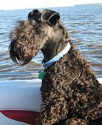 Kerry Blue Terrier, perro de tamaño mediano de Irlanda, de pelo suave (foto 5)