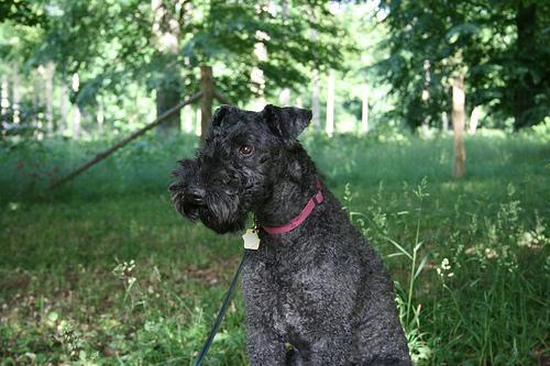 Kerry Blue Terrier, perro de tamaño mediano de Irlanda, de pelo suave (foto 2)