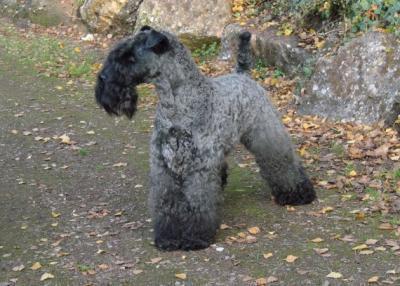 Kerry Blue Terrier, perro de tamaño mediano de Irlanda, de pelo suave (foto 3)