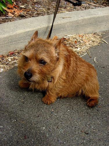 Norwich Terrier, perro de tamaño pequeño de Reino Unido, de pelo duro y áspero (foto 3)