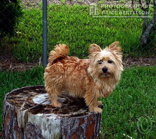 Norwich Terrier, perro de tamaño pequeño de Reino Unido, de pelo duro y áspero (foto 2)