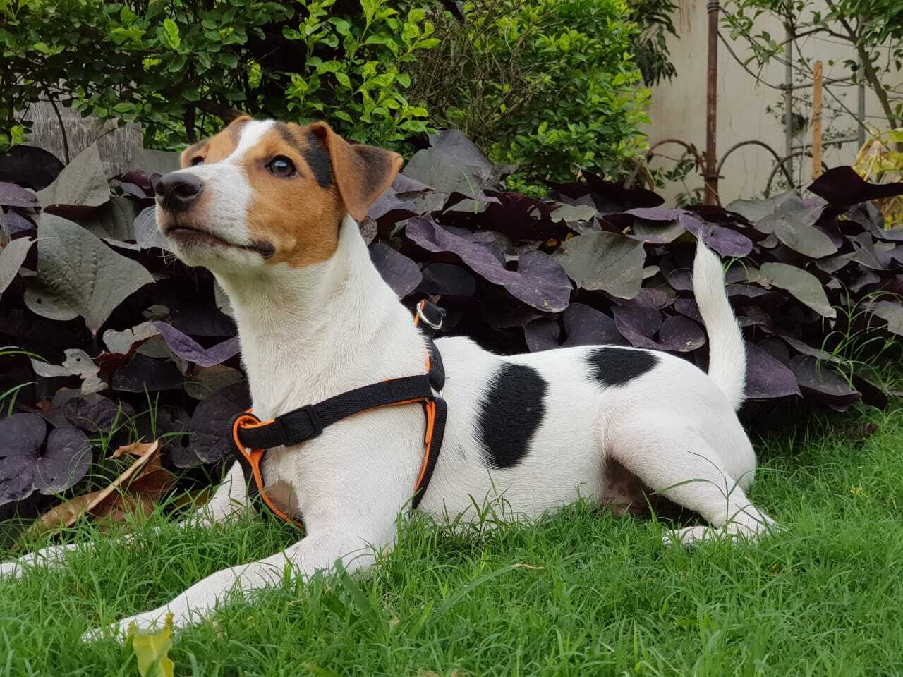 Jack Russell Terrier, perro de tamaño pequeño de Reino Unido, de pelo liso