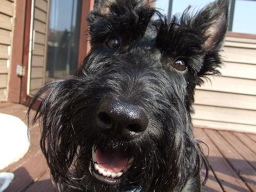 Scottish Terrier, perro de tamaño pequeño de Escocia, de pelo duro de alambre (foto 2)