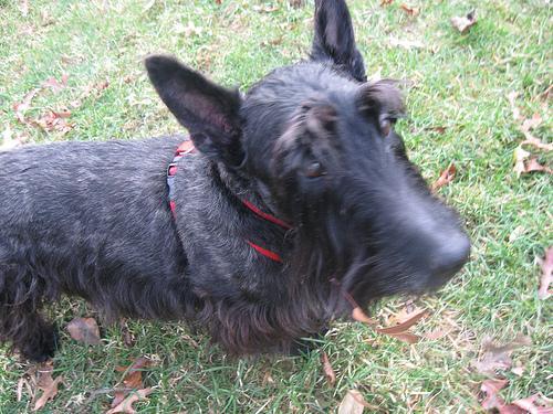 Scottish Terrier, perro de tamaño pequeño de Escocia, de pelo duro de alambre (foto 3)