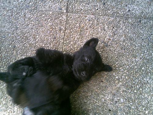 Scottish Terrier, perro de tamaño pequeño de Escocia, de pelo duro de alambre (foto 4)