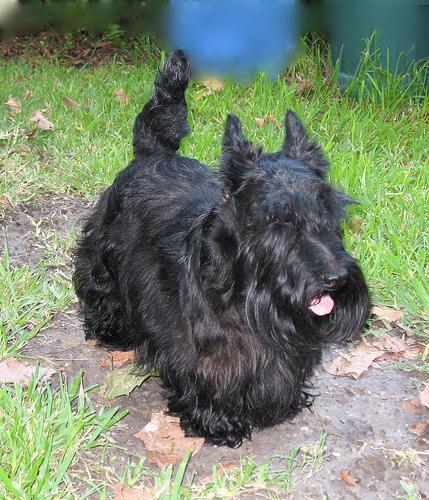 Scottish Terrier, perro de tamaño pequeño de Escocia, de pelo duro de alambre (foto 5)