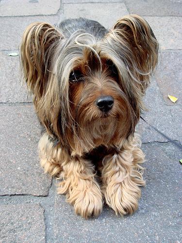 Silky Terrier Australiano, perro de tamaño toy de Australia, de pelo largo (foto 2)