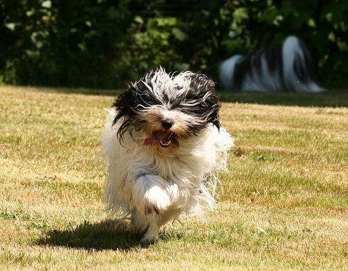 Terrier Tibetano, perro de tamaño mediano de Tíbet, de pelo larguísimo doble (foto 2)