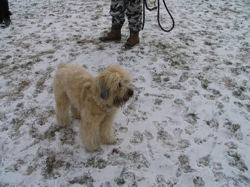 Soft Coated Wheaten Terrier, perro de tamaño mediano de Irlanda, de pelo suave (foto 2)
