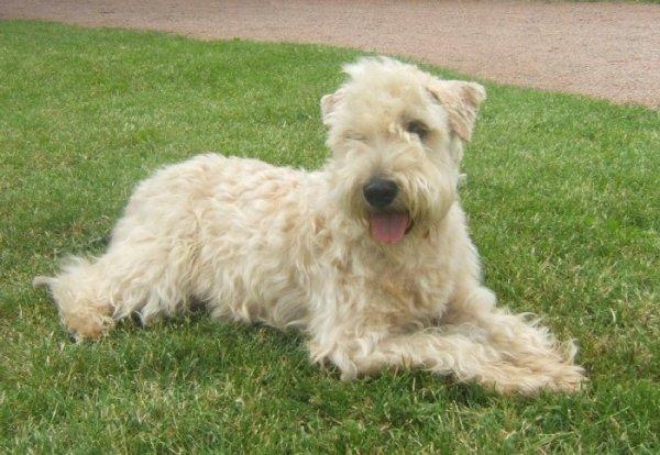 Soft Coated Wheaten Terrier, perro de tamaño mediano de Irlanda, de pelo suave