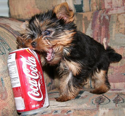Yorkshire Terrier, perro de tamaño toy de Reino Unido, de pelo largo (foto 2)