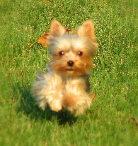 Yorkshire Terrier, perro de tamaño toy de Reino Unido, de pelo largo (foto 3)