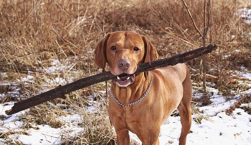 Braco Húngaro / Vizsla, perro de tamaño grande de Hungría, de pelo corto y liso (foto 2)