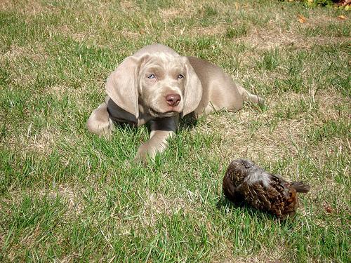 Braco de Weimar, perro de tamaño grande de Alemania, de pelo corto y liso (foto 2)