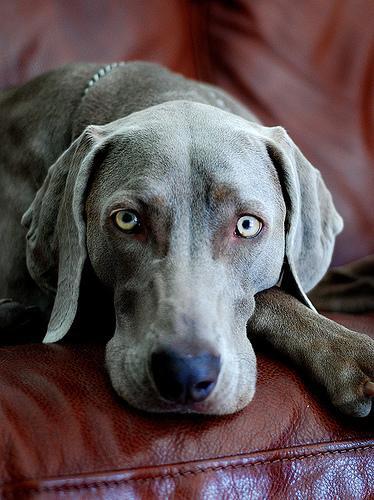 Braco de Weimar, perro de tamaño grande de Alemania, de pelo corto y liso (foto 3)
