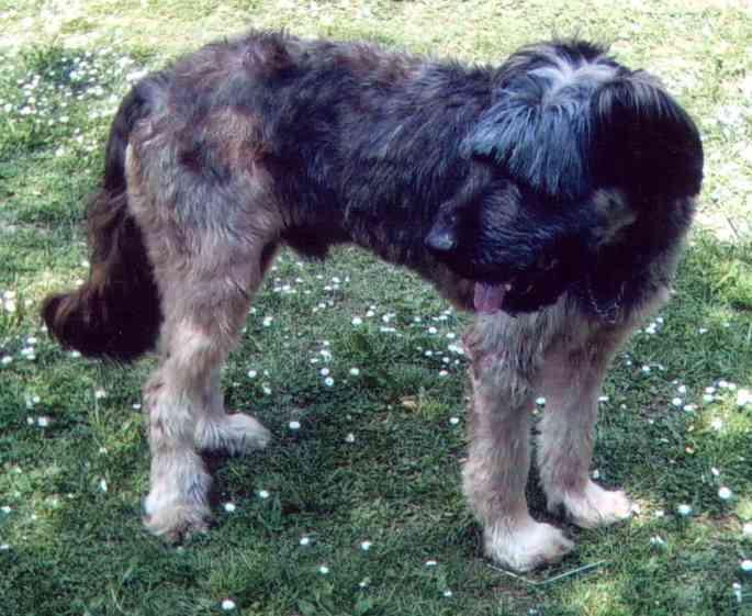 Lebrel Irlandés / Wolfhound, perro de tamaño gigante de Irlanda, de pelo duro y áspero