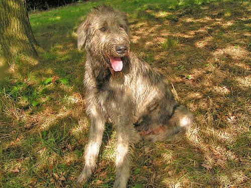 Lebrel Irlandés / Wolfhound, perro de tamaño gigante de Irlanda, de pelo duro y áspero (foto 2)