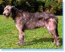 Lebrel Irlandés / Wolfhound, perro de tamaño gigante de Irlanda, de pelo duro y áspero (foto 4)