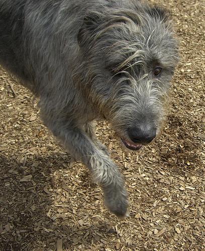 Lebrel Irlandés / Wolfhound, perro de tamaño gigante de Irlanda, de pelo duro y áspero (foto 3)